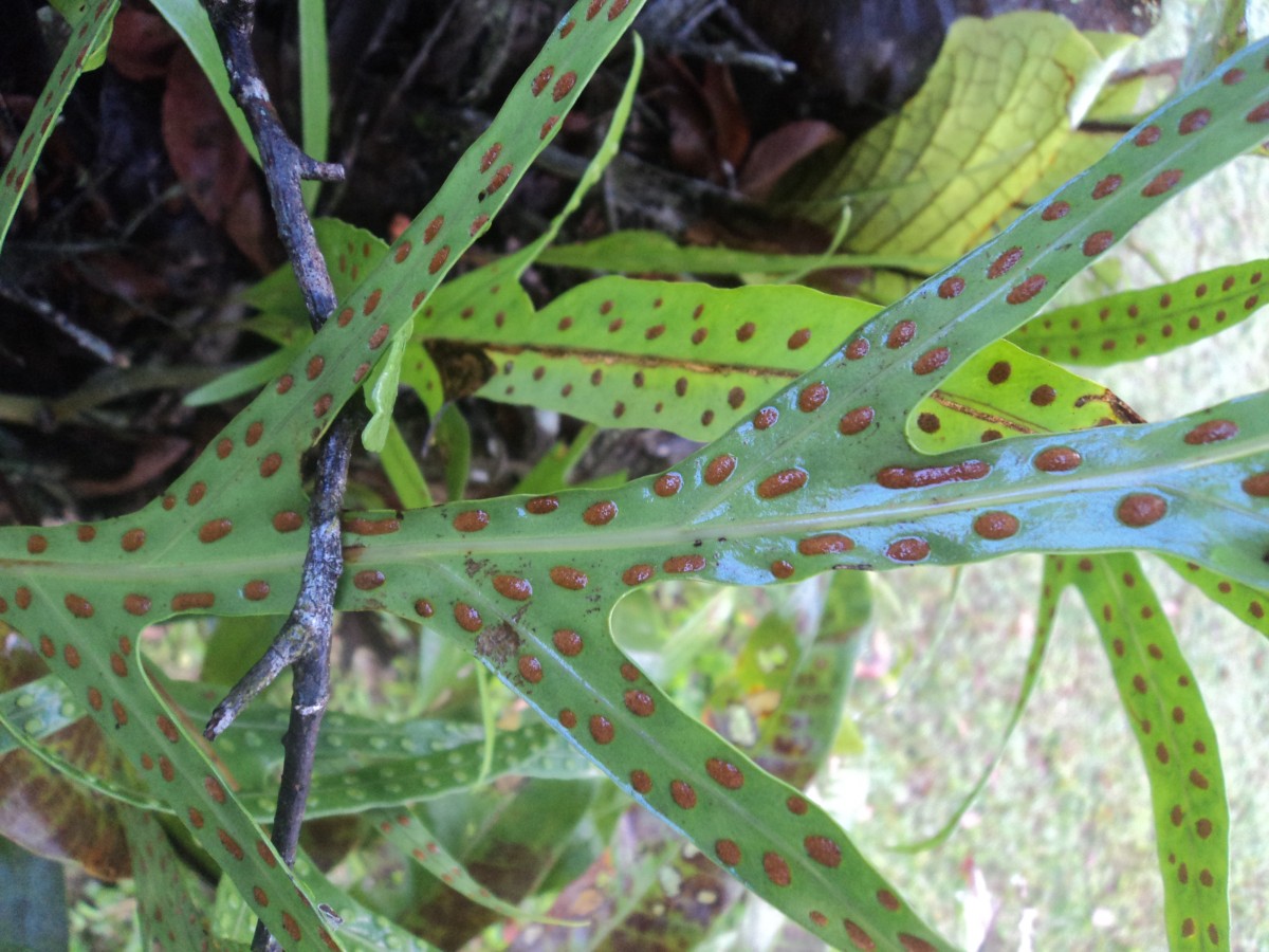 Microsorum scolopendria  (Burm.f) Copel.